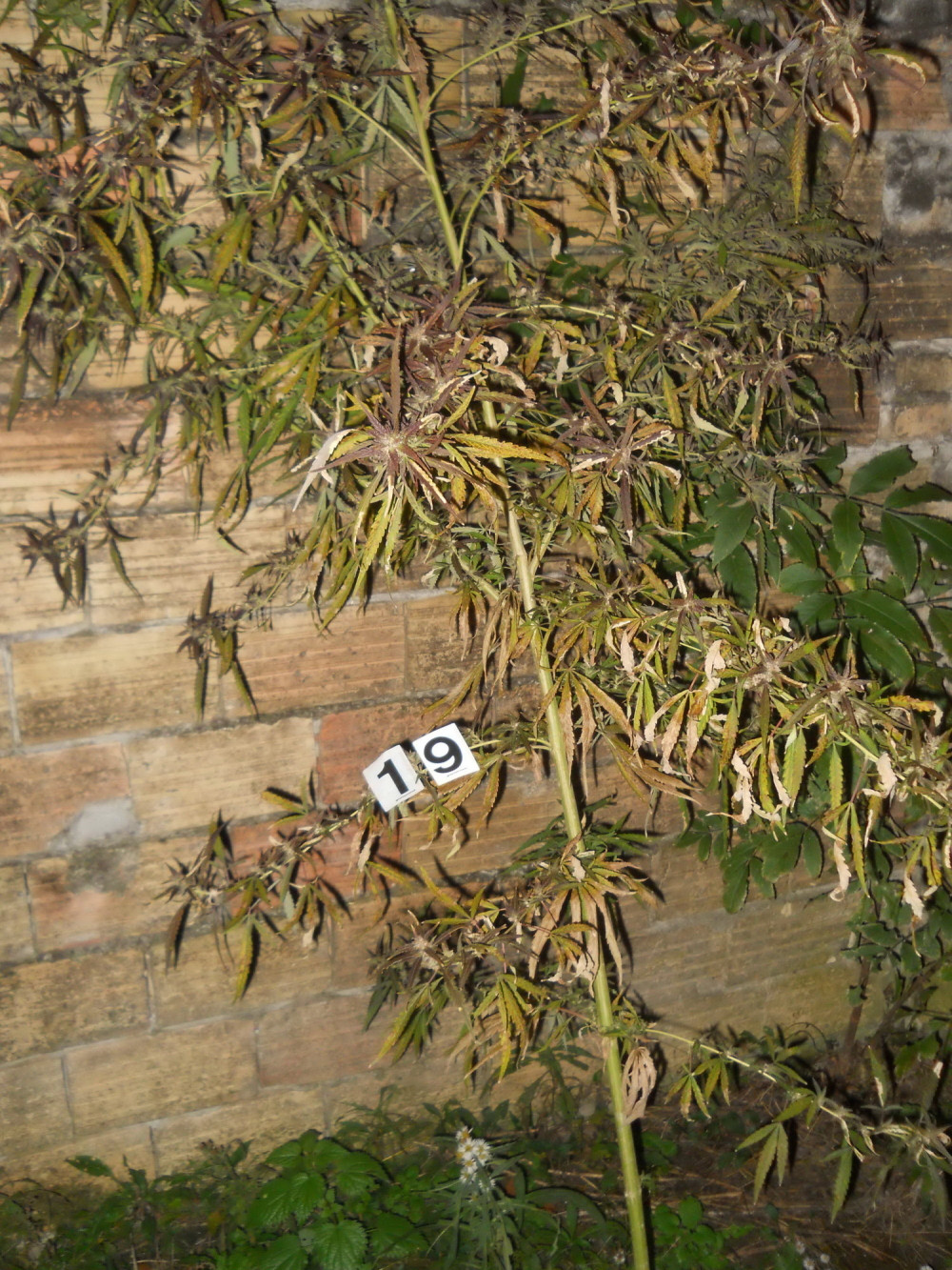 Zaplenjen 21 kilogram indijske konoplje!