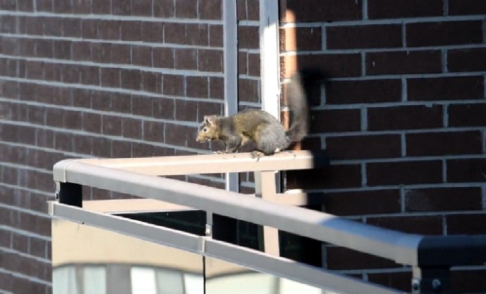 Veverica skočila sa 21. sprata i odšetala! (VIDEO)