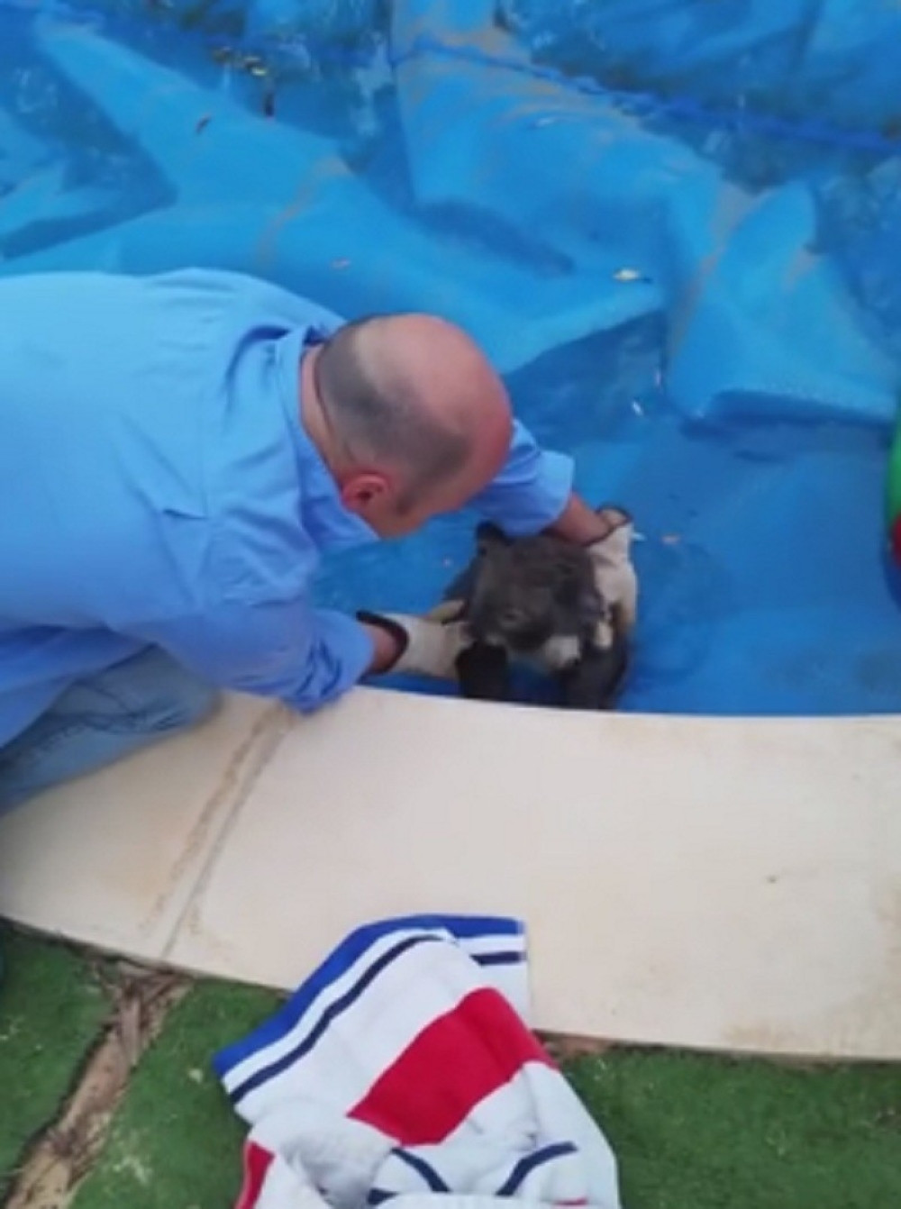 Koala režala na svoje spasioce (VIDEO)