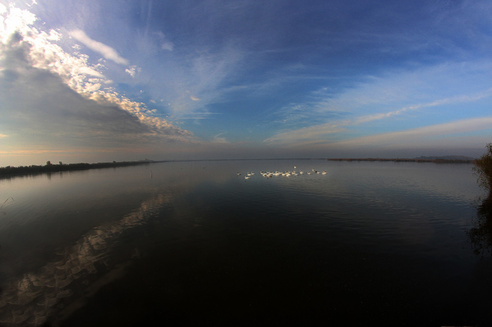 Labudovi i patkice uživali na jesenjem suncu (FOTO)