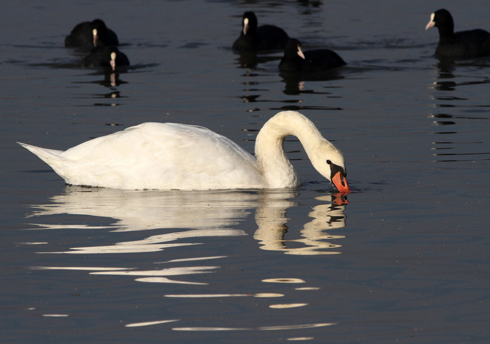 Pesticidi zatrovali vodu i izazvali smrt zaštićene vrste, otrov opasan i po ljude
