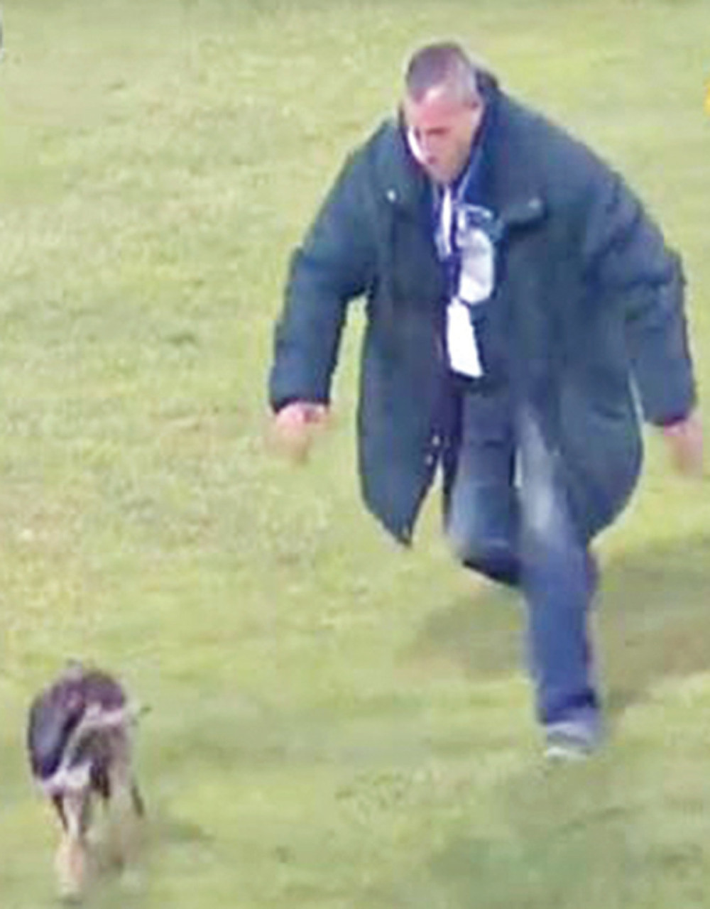 Pas prekinuo meč u Jagodini!