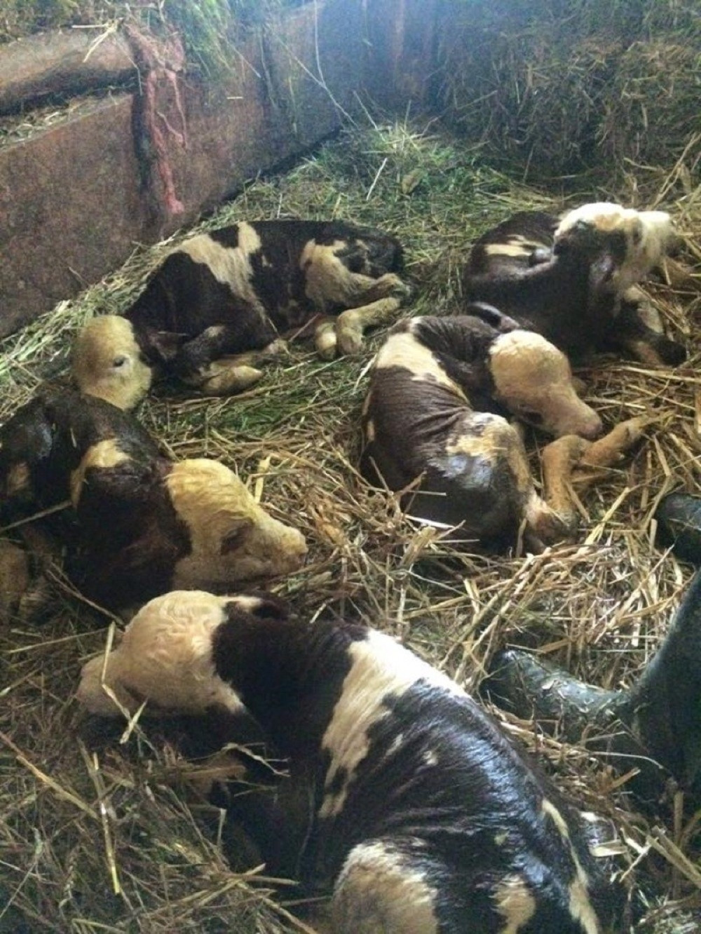 Krava otelila petoro teladi (FOTO)