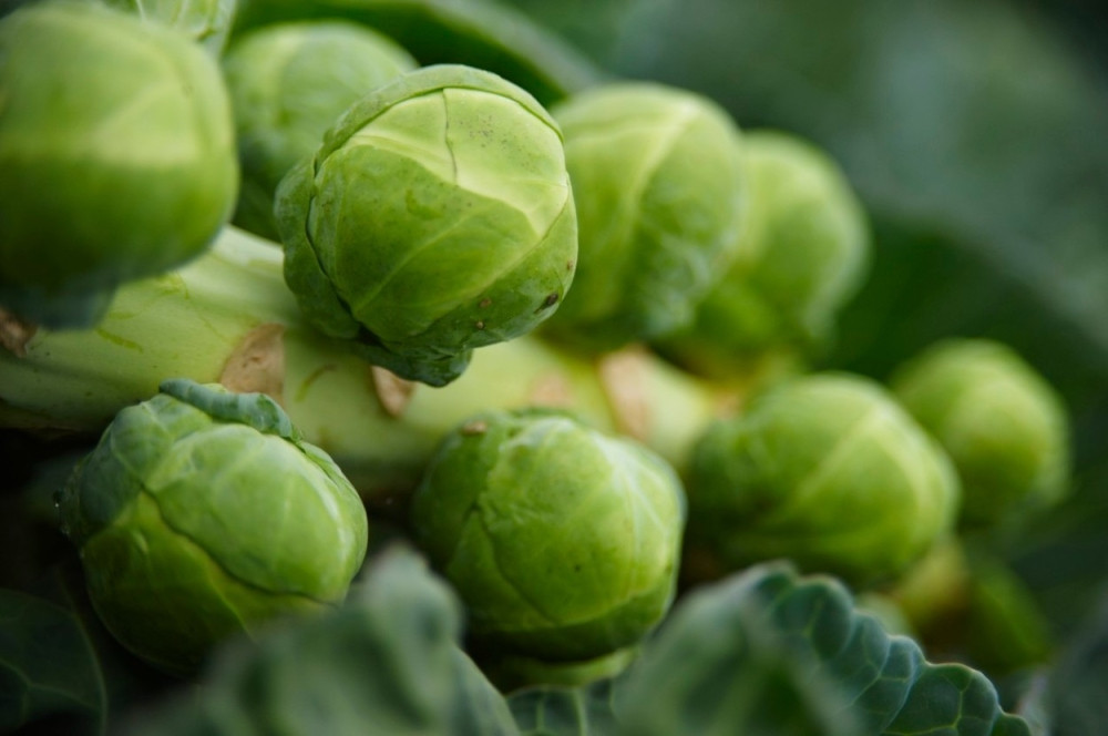 Ovo povrće je najukusnije u novembru