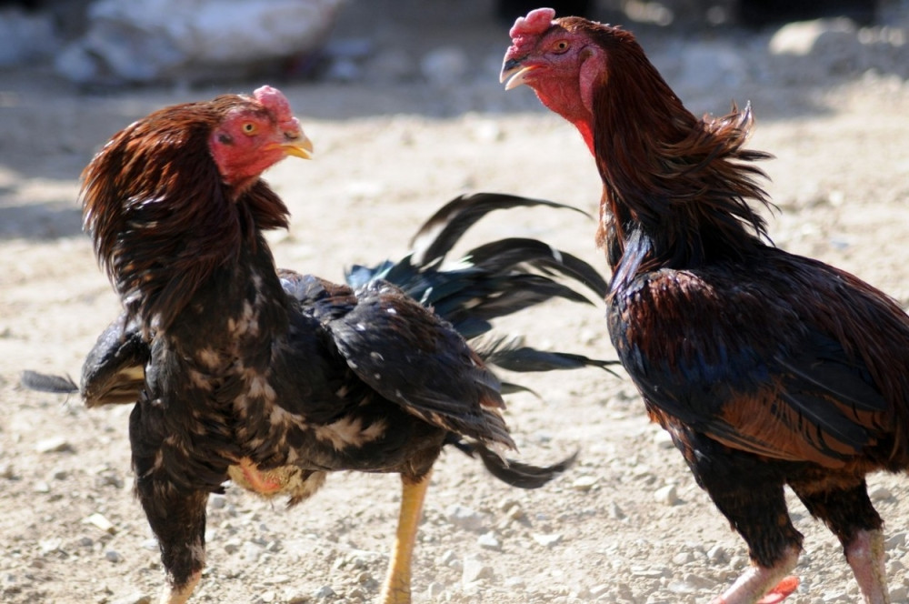 Pucnjava tokom borbe petlova, desetoro mrtvih!