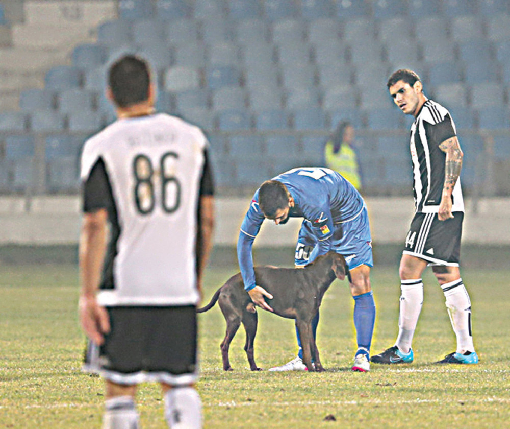 „Grobare“ treba zatvoriti u kavez!