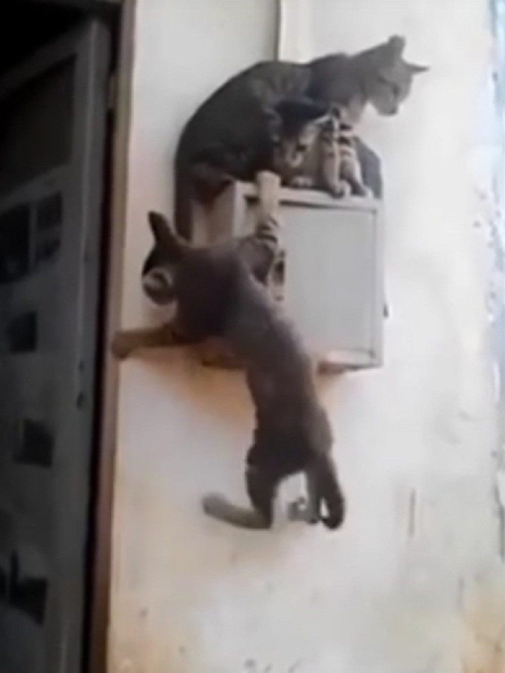 Nasmejaćete se zbog upornosti ove mačke (VIDEO)