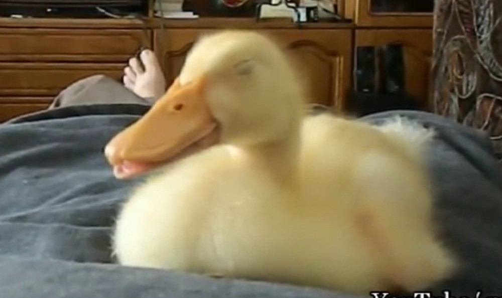 Pogledajte kako pače HRČE dok spava! (VIDEO)