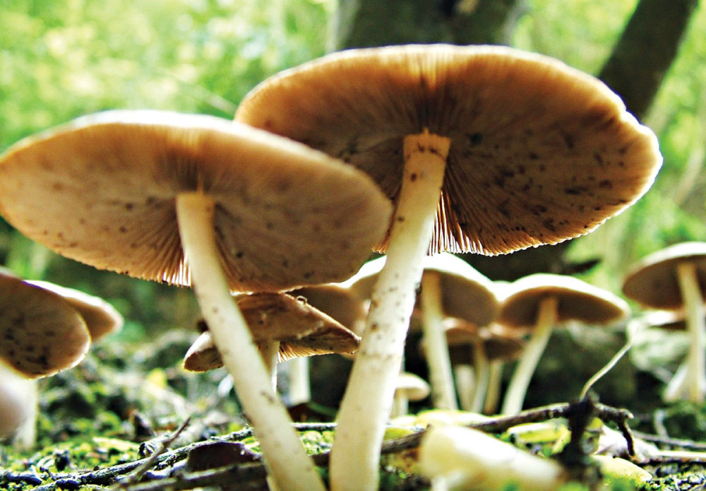 Naučnici otkili novi način izrade materijala nalik koži od gljiva