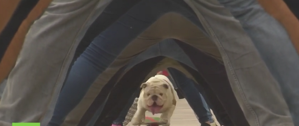 Buldog na skejtu jezdi kroz ljudski "tunel"! (VIDEO)