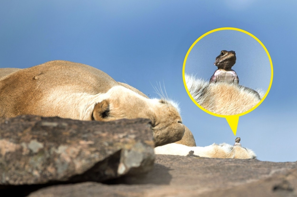 Lavica drema, a gušter vreba! (FOTO)