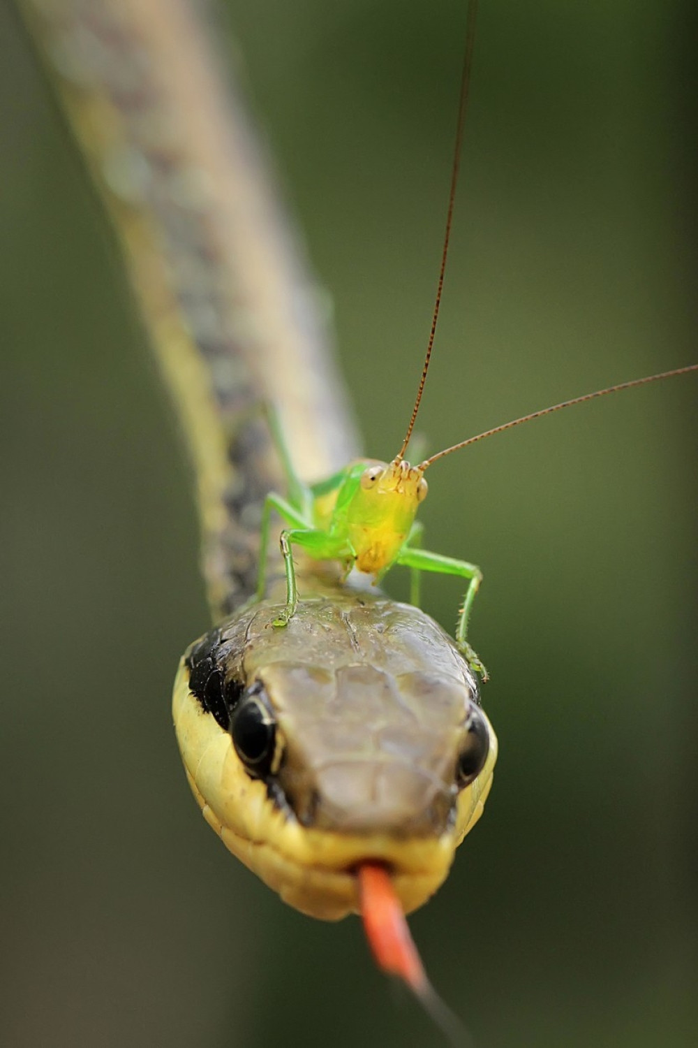 Skakavac pronašao prevozno sredstvo...