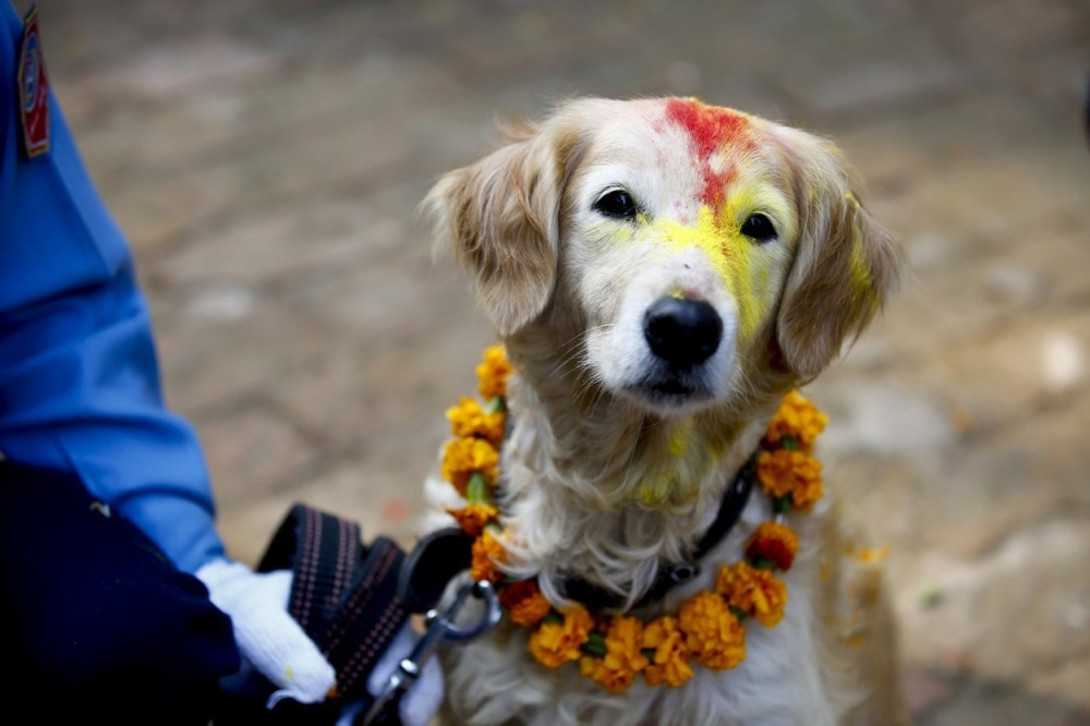 U ovoj zemlji pse vole poput bogova! (FOTO GALERIJA)