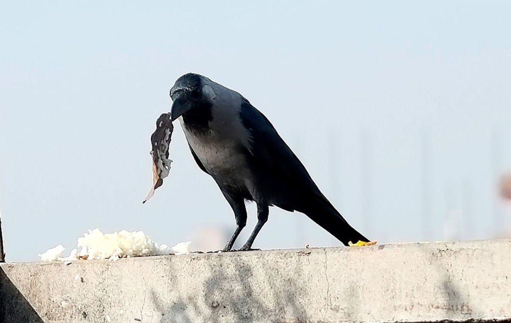Zabavni park angažovao vrane da ČISTE ĐUBRE!
