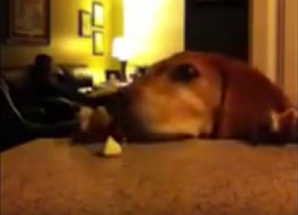 Pogledajte kako su se ove pametnice domogle hrane (VIDEO)