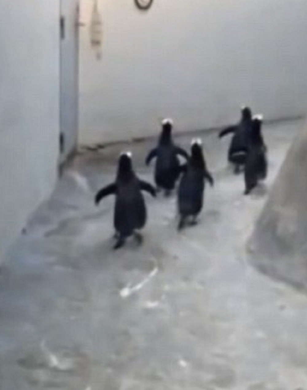 Blesavi pingvini pobegli iz ZOO vrta! (VIDEO)