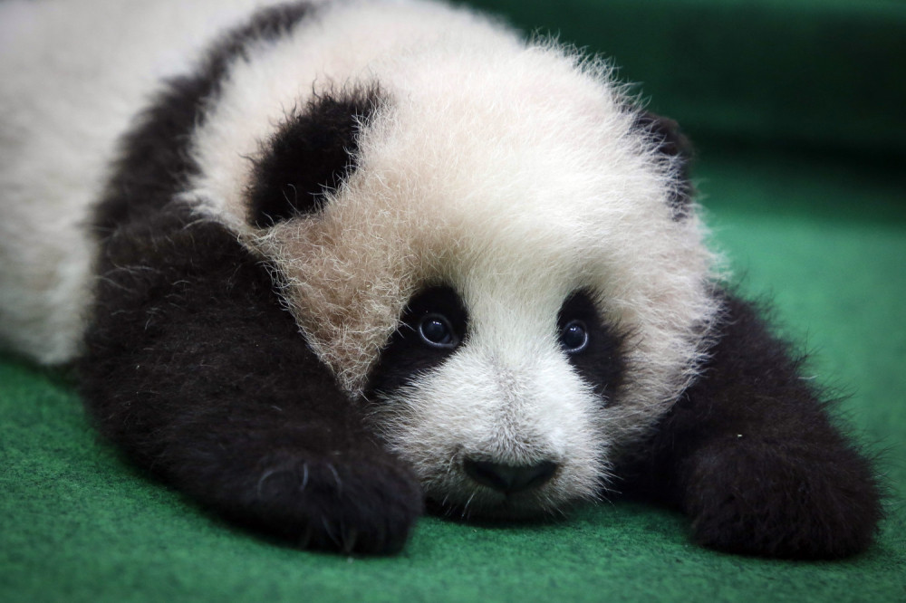 Pravo je čudo kako se popeo preko stuba sa kablovima za struju