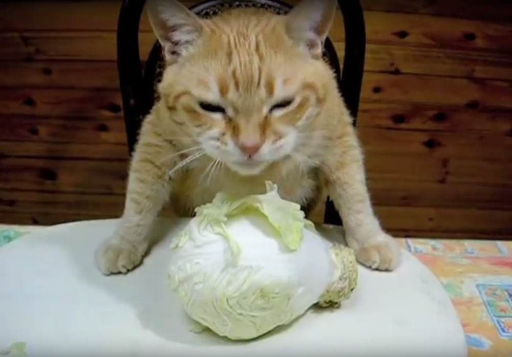 Ova mačka će vas pošteno nasmejati! (VIDEO)