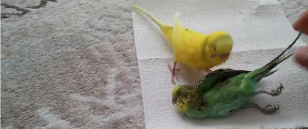 Papagaj "oplakuje" mrtvog prijatelja (VIDEO)