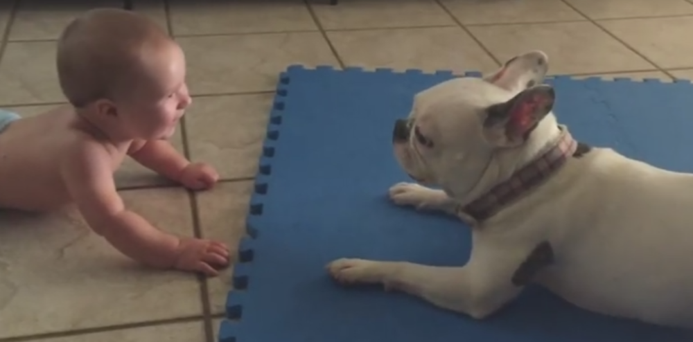 Ovako buldog zabavlja bebu!