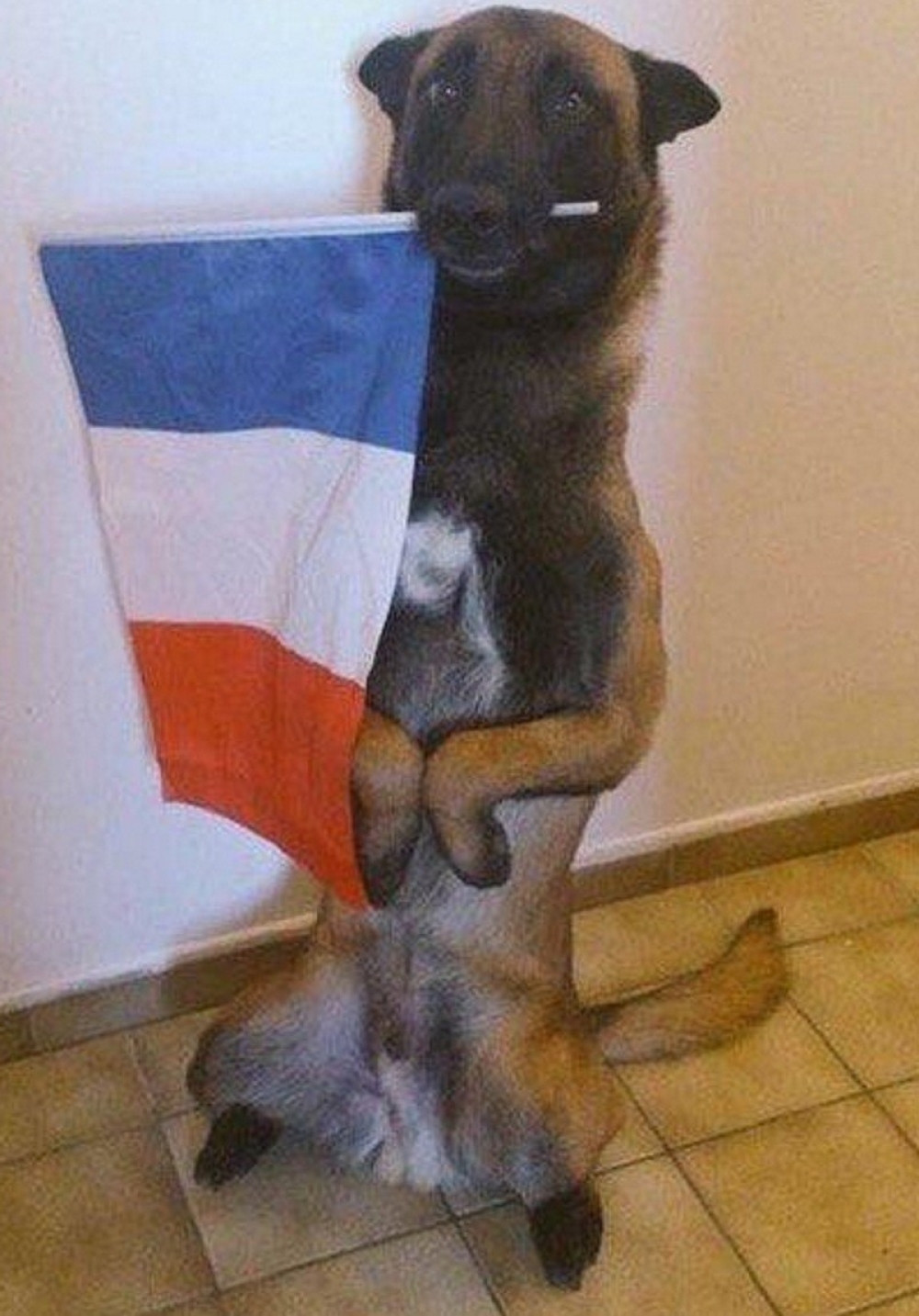 Psi širom sveta odali počast stradalom Dizelu (FOTO)