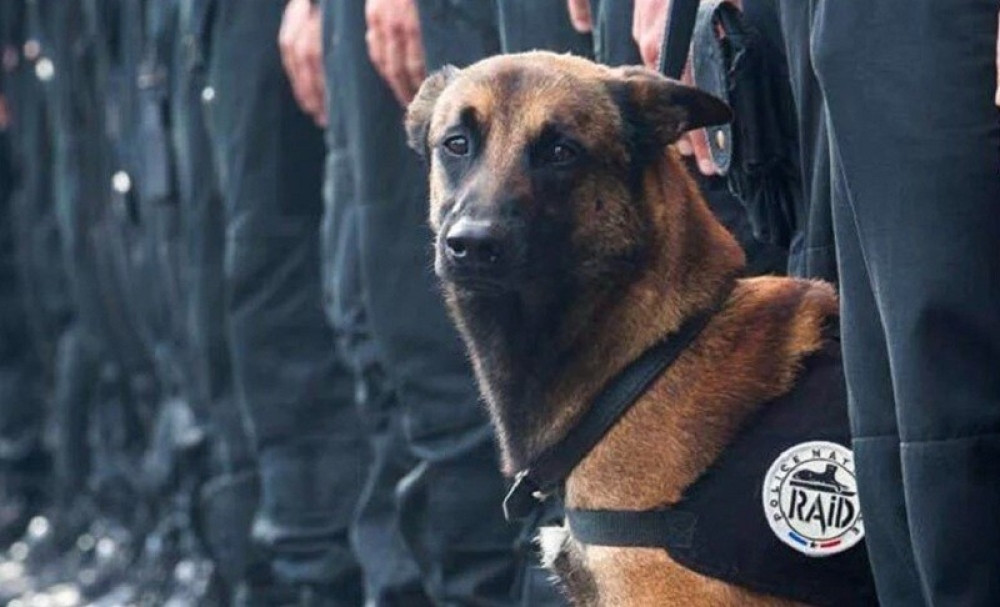 Dizela su ubili francuski specijalci, a ne teroristi!