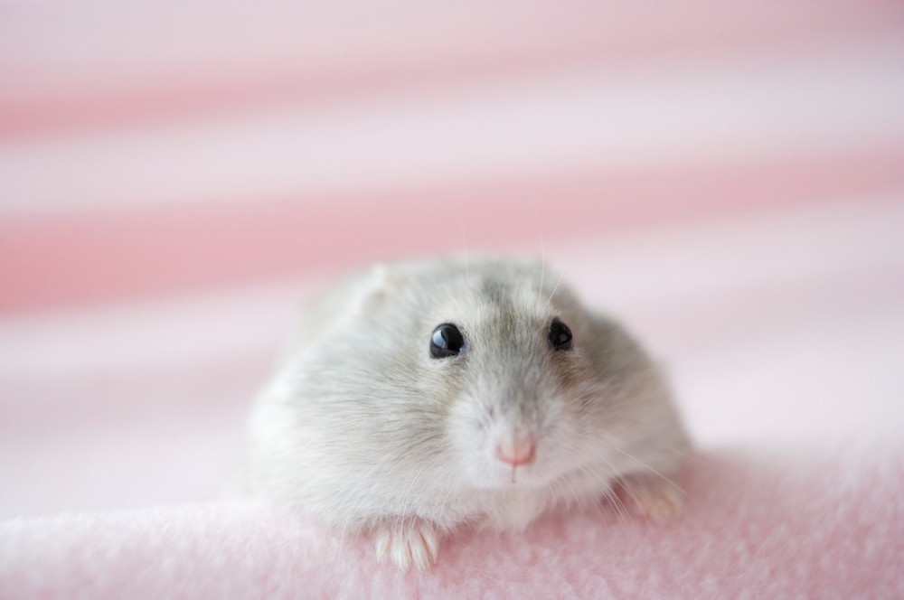 Hrčak u gipsu zapalio internet (FOTO)