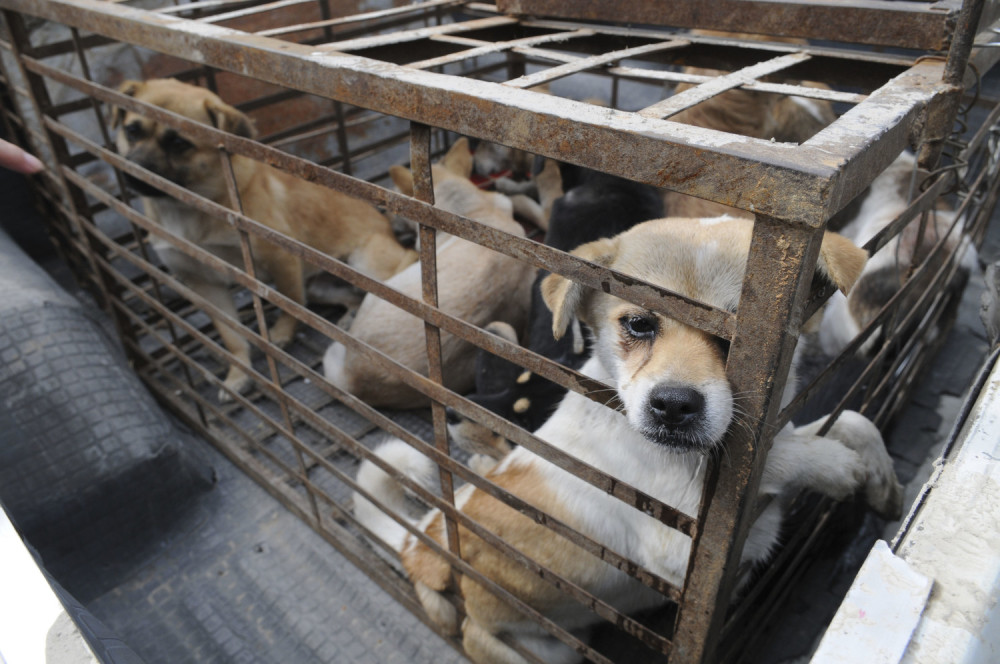 Vlasotince dobilo prihvatilište za napuštene životinje