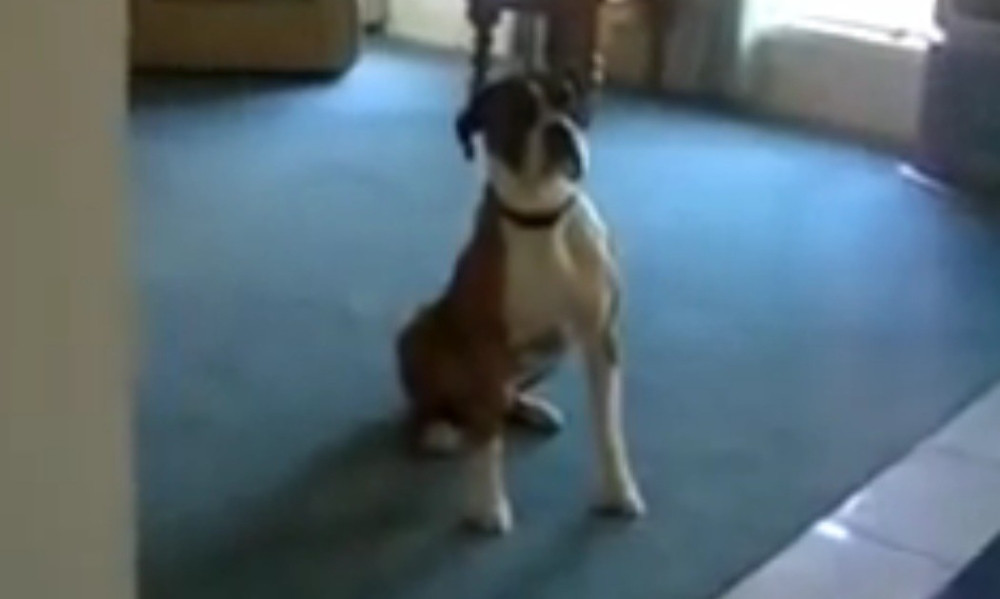 Pogledajte kako ovaj pas reaguje na poziv za šetnju (VIDEO)