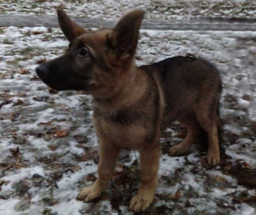 Rusija poklanja Francuskoj štene!