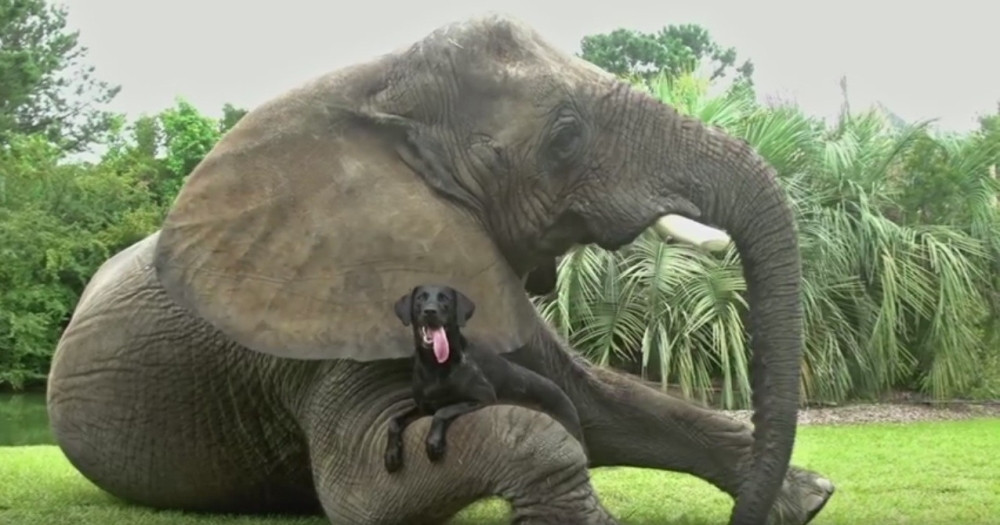 Ovaj video gleda ceo svet!