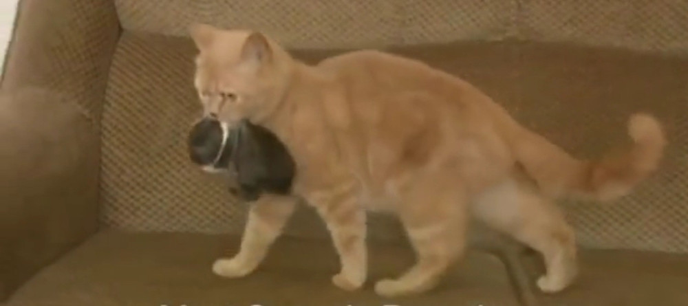 Pogledajte koga je usvojila ova prelepa maca (VIDEO)