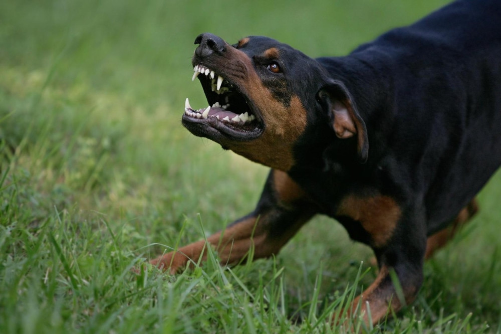 Mlađen (59) hteo da ih odbrani, pa preminuo tokom borbe sa životinjama