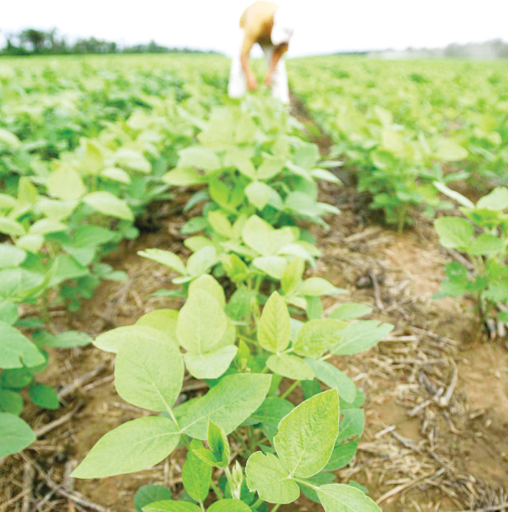 Srbija dozvoljava GMO