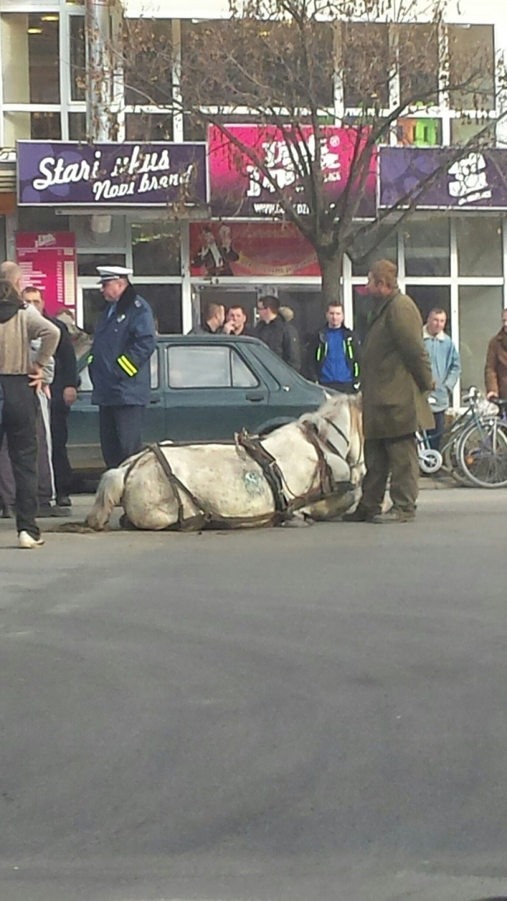 Pretukao konja, osuđen na uslovnu kaznu zatvora (FOTO)