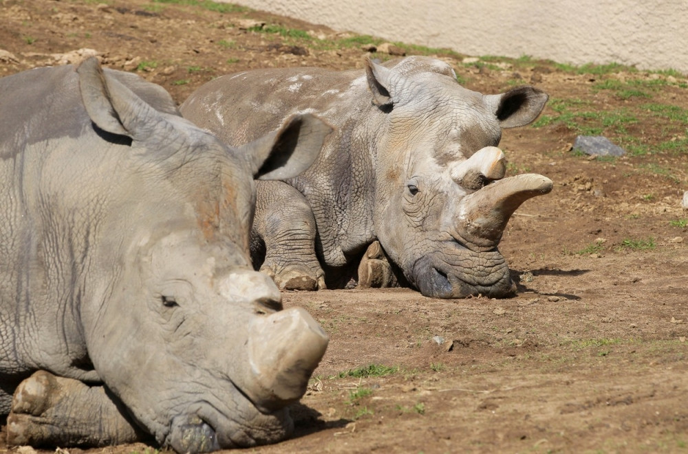 Na svetu ostala samo tri bela nosoroga