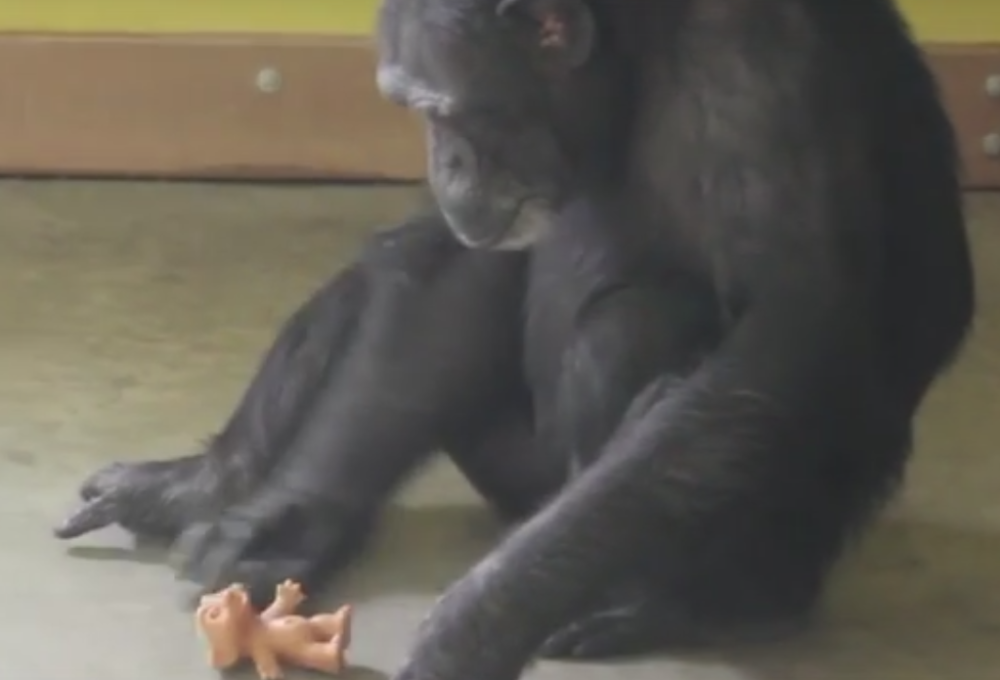 Foksi odgaja lutku nakon što su joj odneli bebe!