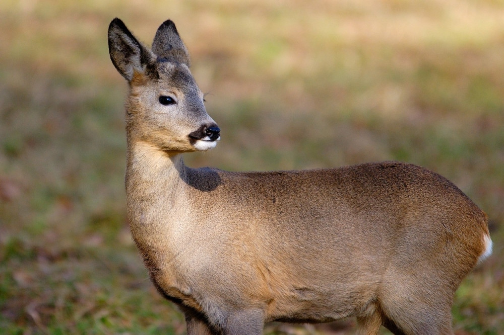 Uplašene srne na Ibarskoj magistrali
