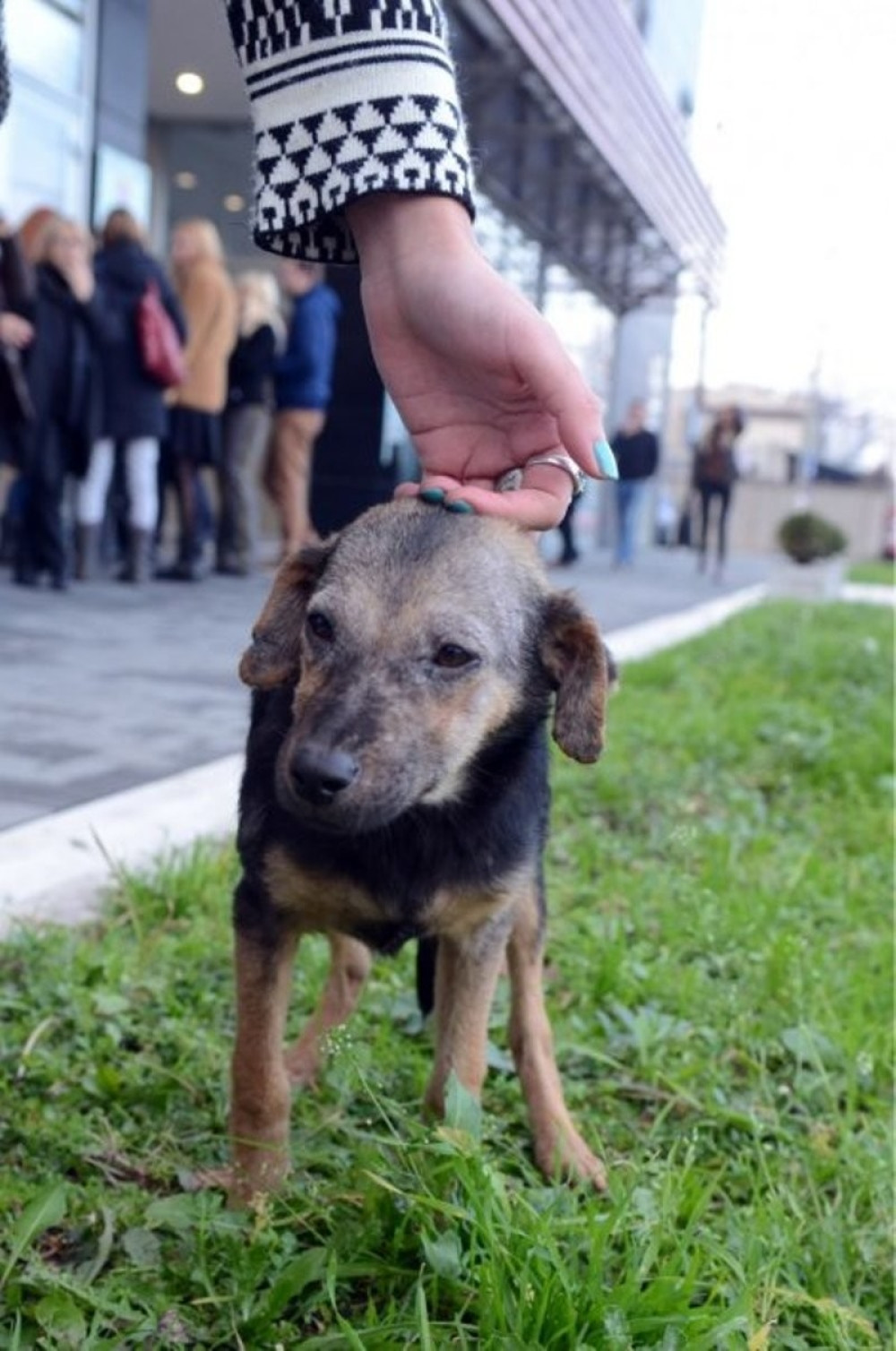 Udomite ovu preslatku, umiljatu kucu (FOTO)