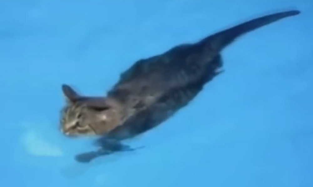 Pogledajte kako ove mačke uživaju u - vodi! (VIDEO)