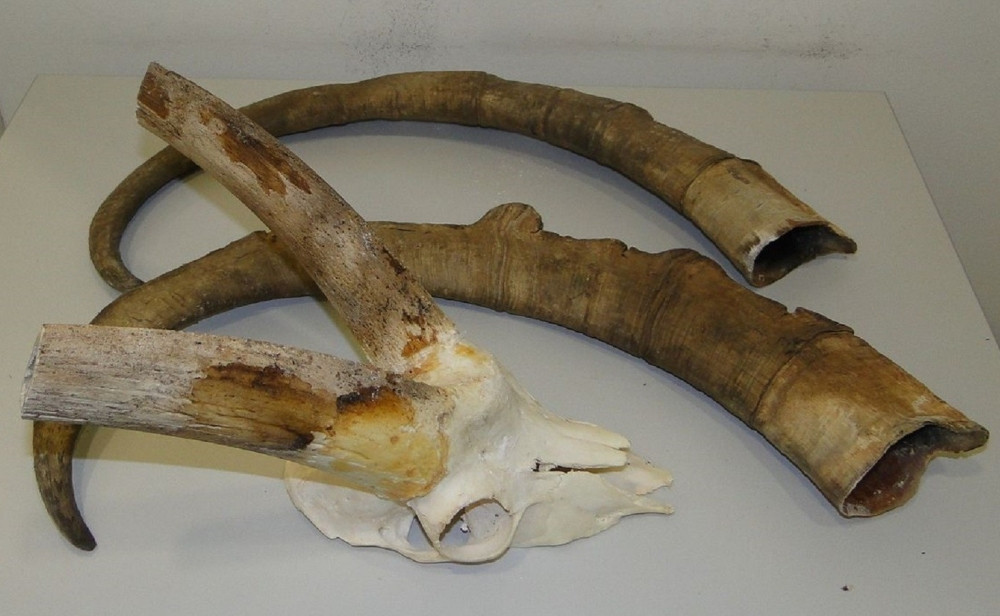 Sprečeno krijumčarenje lobanje i rogova kozoroga!