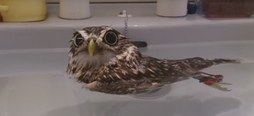 Sova istripovala da je patka! (VIDEO)