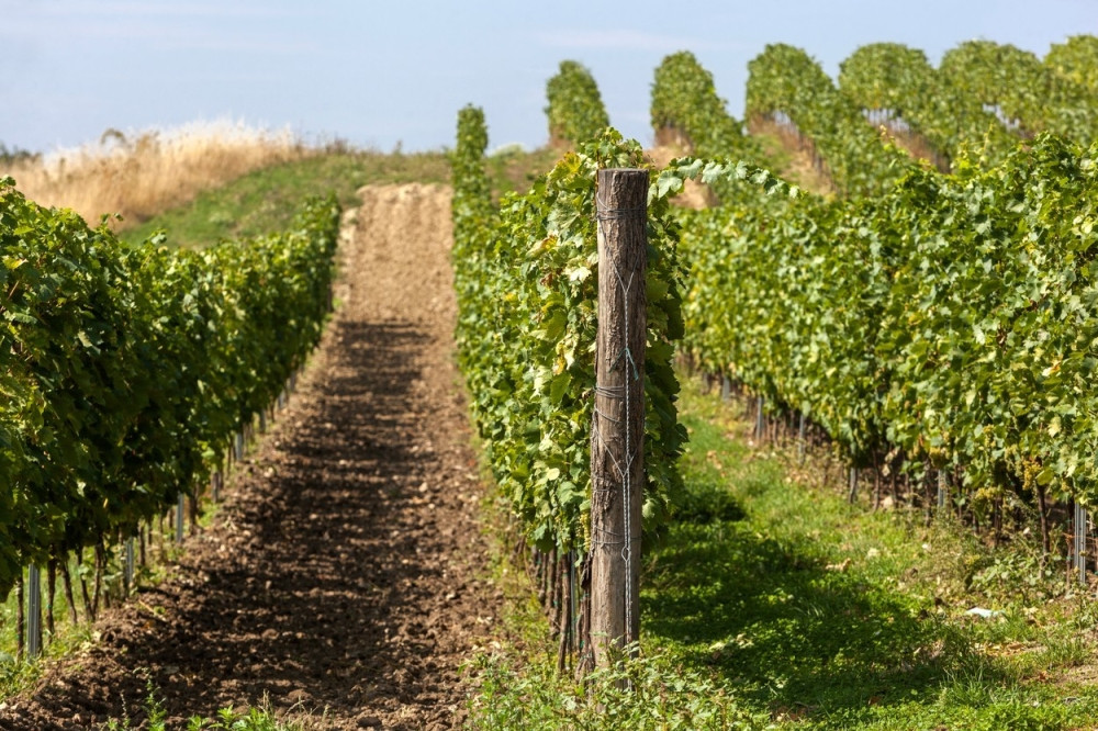 Vinogradari buše "izbegličku" ogradu