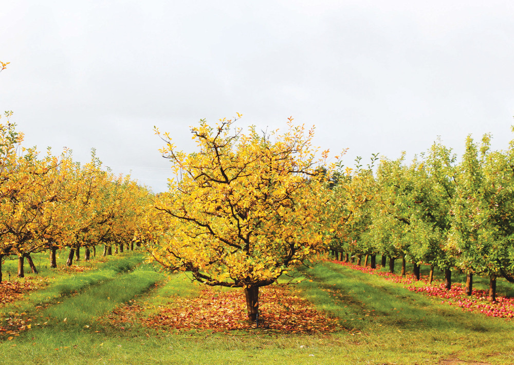 Ko to testeriše voćnjake po Kikindi?