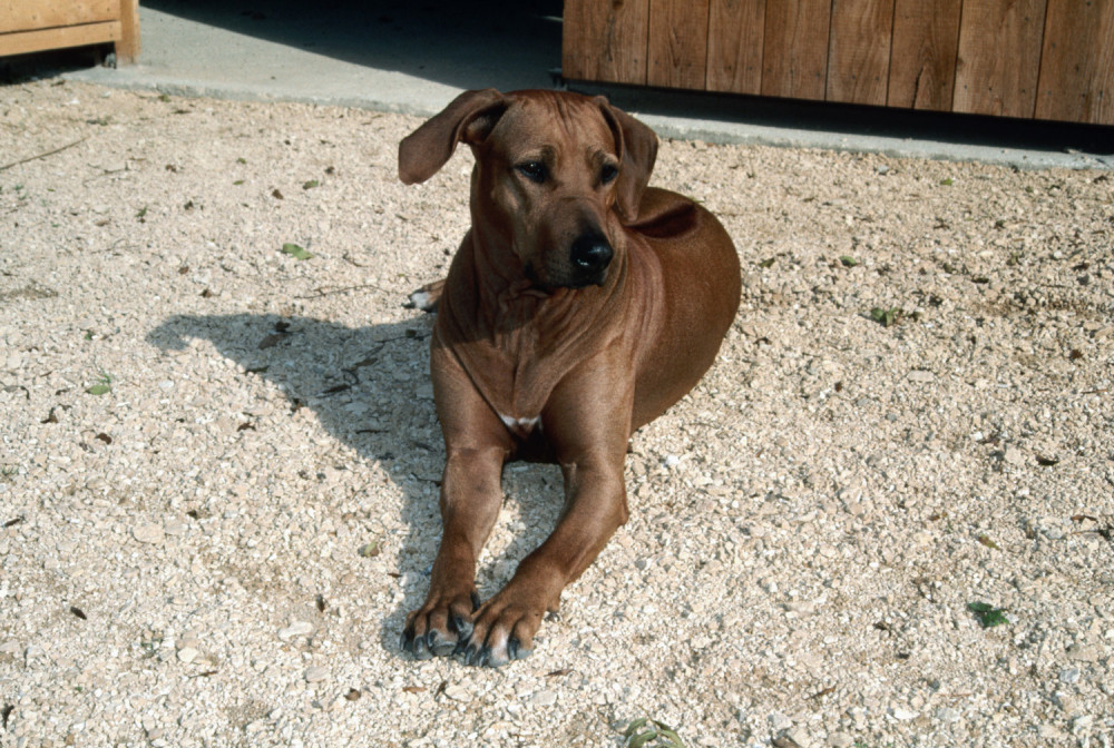 Nećete verovati šta je uradio da spase psa (VIDEO)