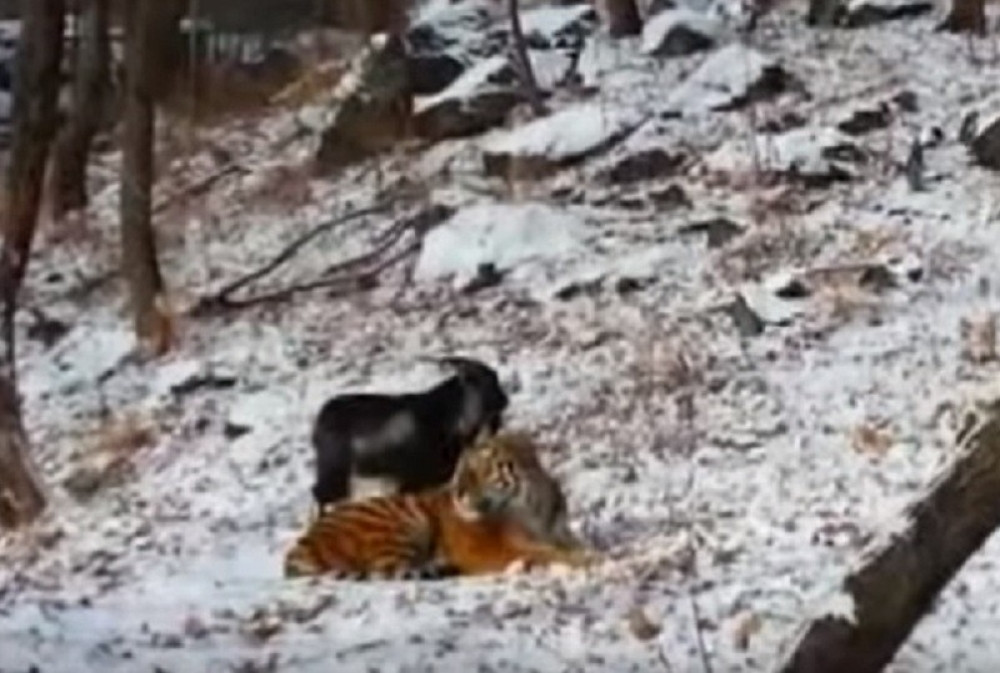 Ovaj tigar se hrani kozama, a jedna mu postala prijateljica (VIDEO)