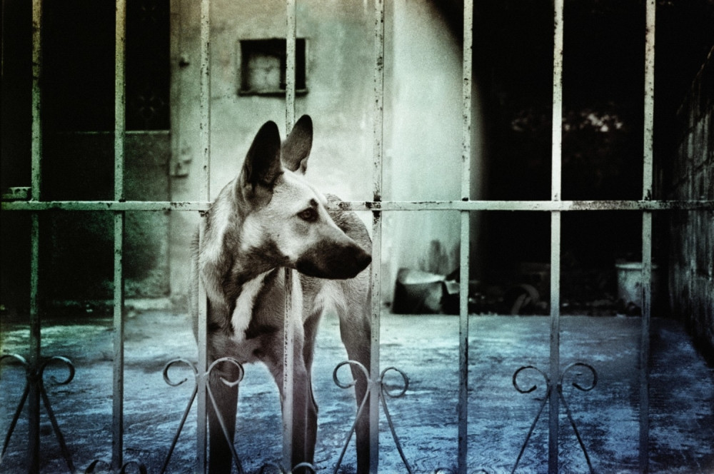 Pas skočio da primi metak umesto vlasnika!