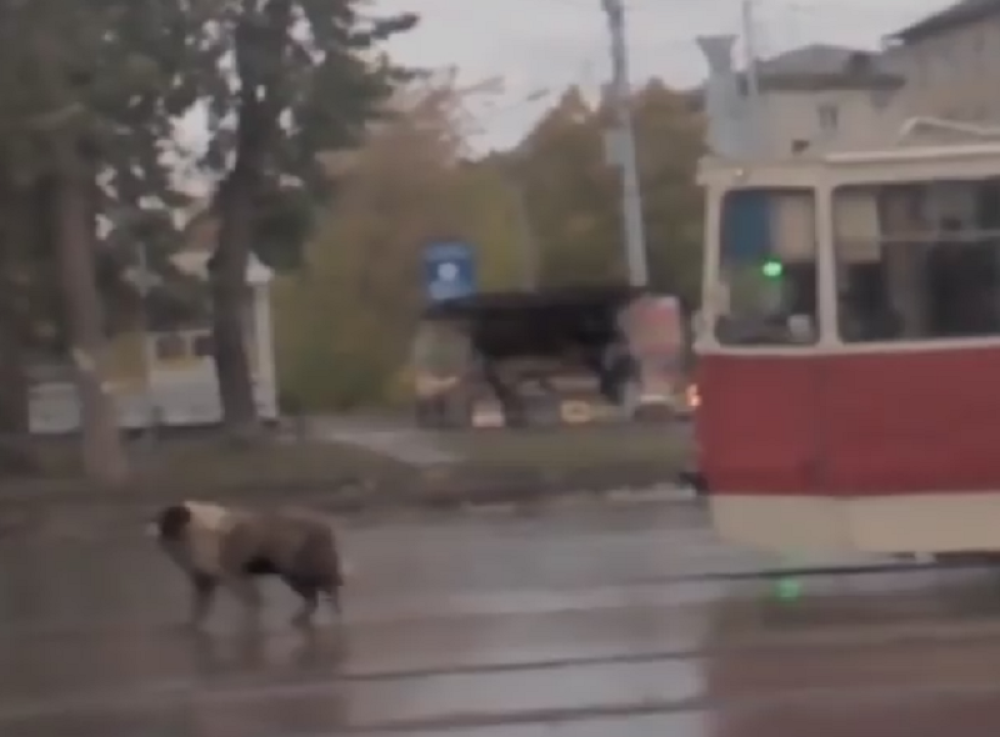 Pas hodanjem ispred tramvaja izludeo vozača! (VIDEO)