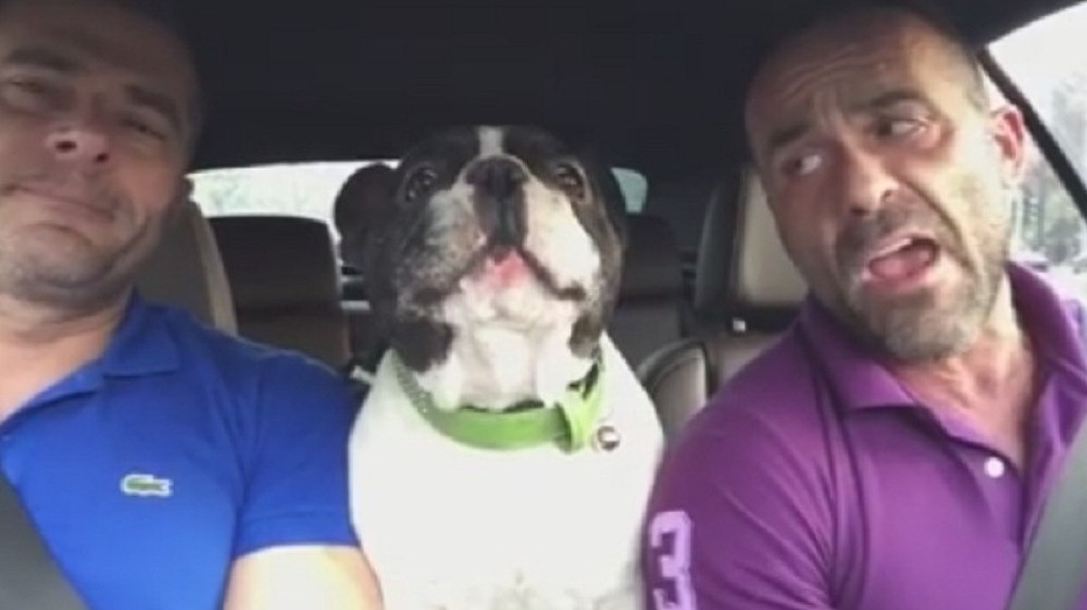 Buldog peva Adel i Rijanu (VIDEO)
