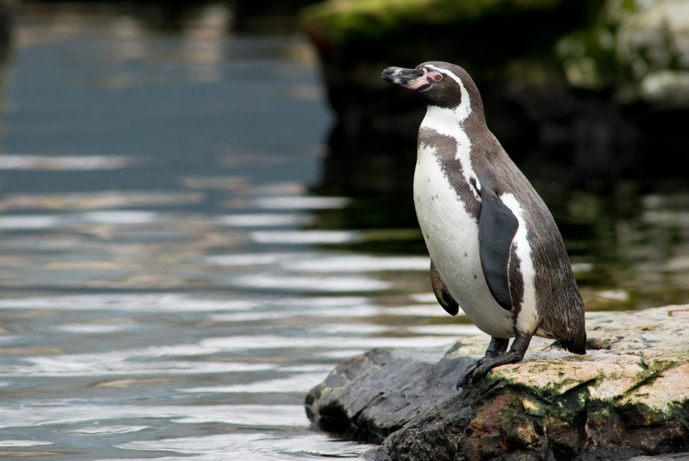 Pingvin se zaljubio u karton, pa pao u depresiju (FOTO)